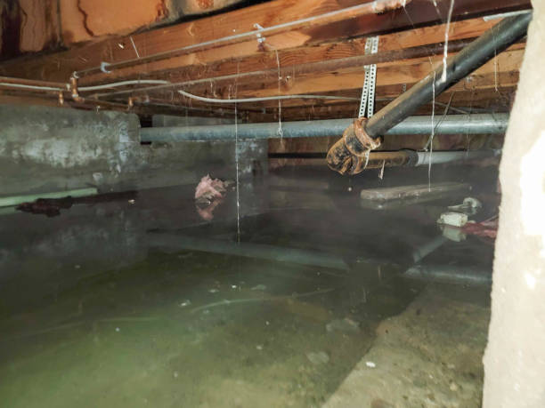 Trusted Maysville, GA Water damage restoration Experts