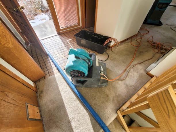 Best Mold removal after water damage  in Maysville, GA