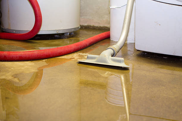 Best Professional water damage repair  in Maysville, GA